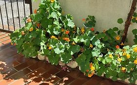 Apartman Legac
